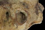 Triceratops Occipital Bone (base of skull) - Montana #100406-5